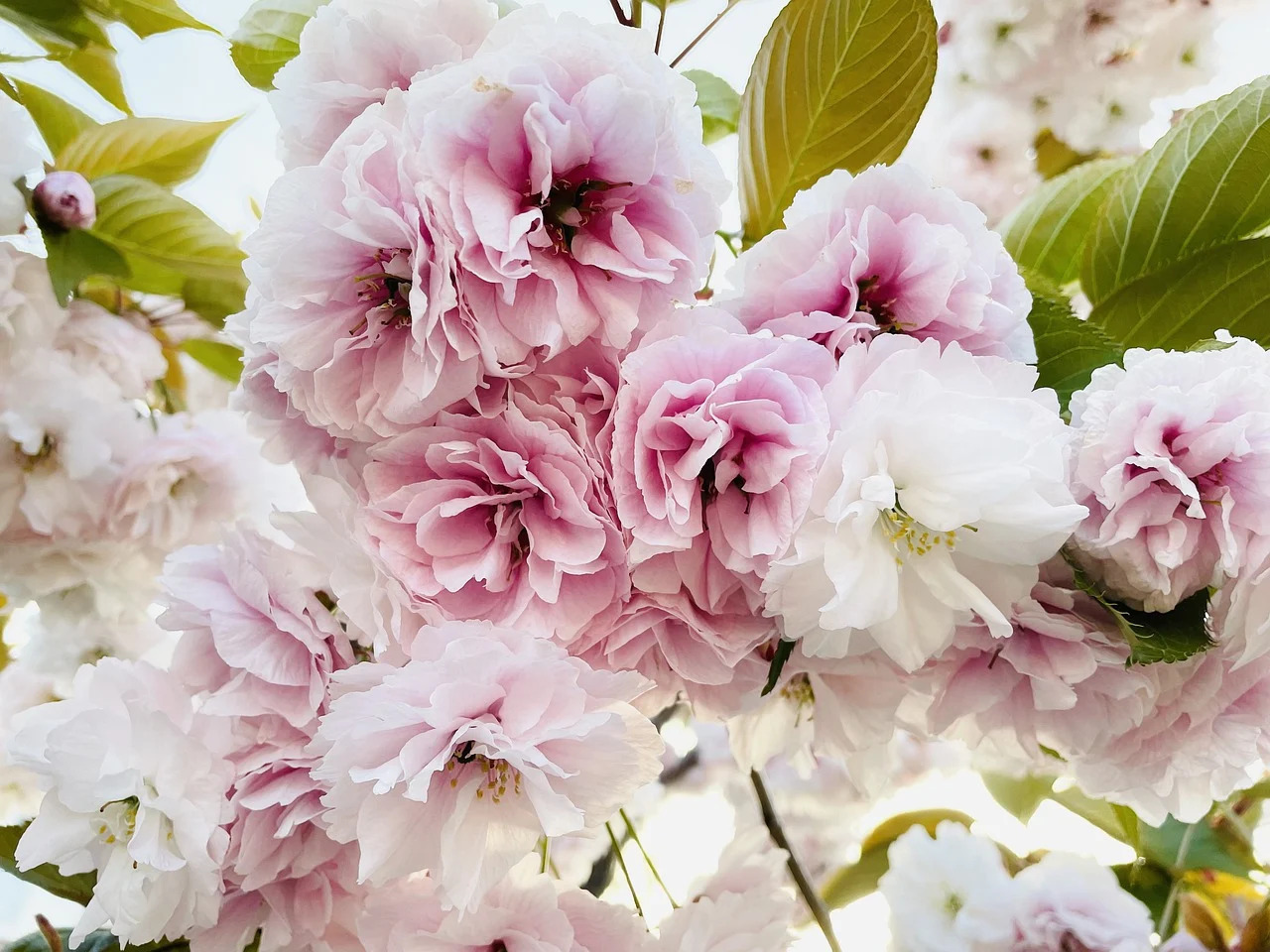 Fête des Fleurs