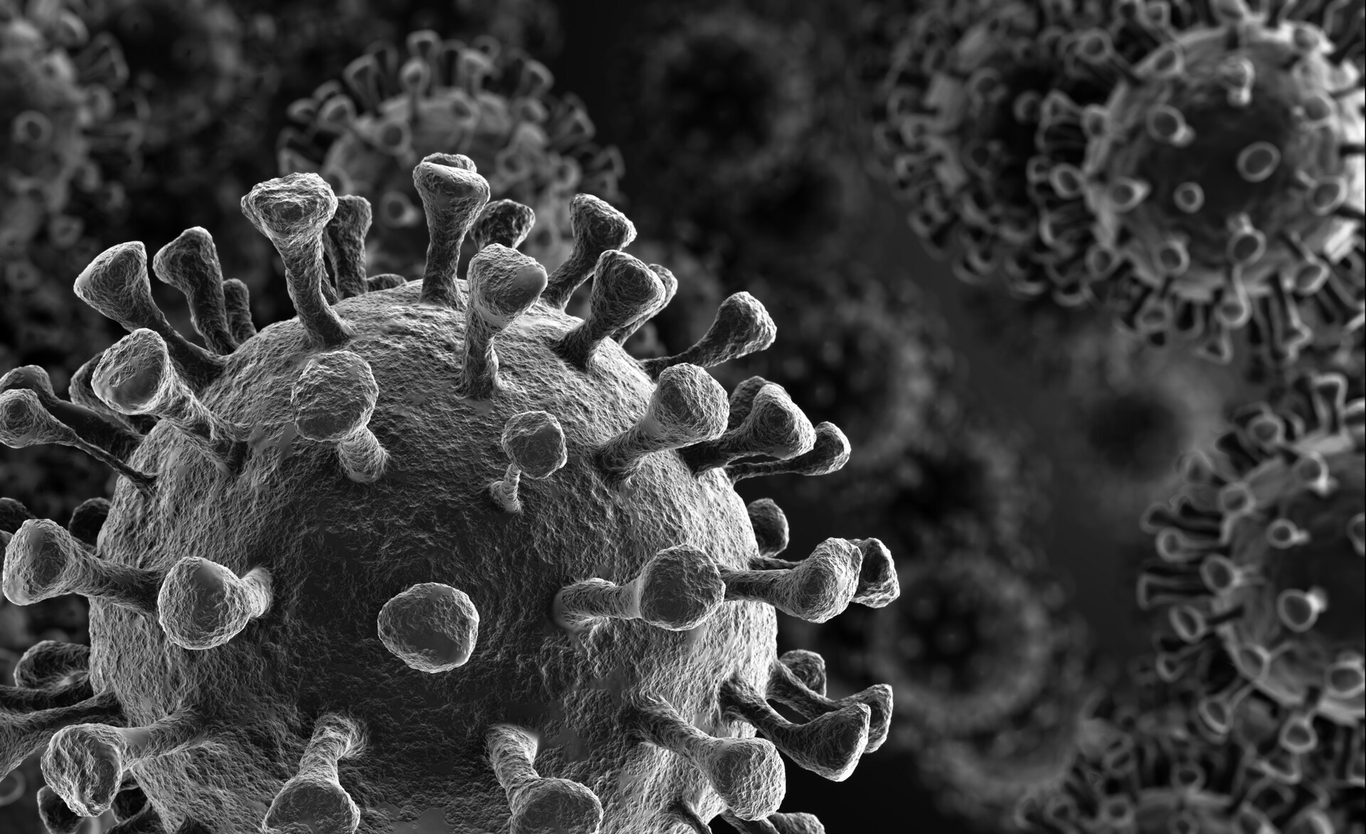 Photographie en microscopie électronique de Coronavirus