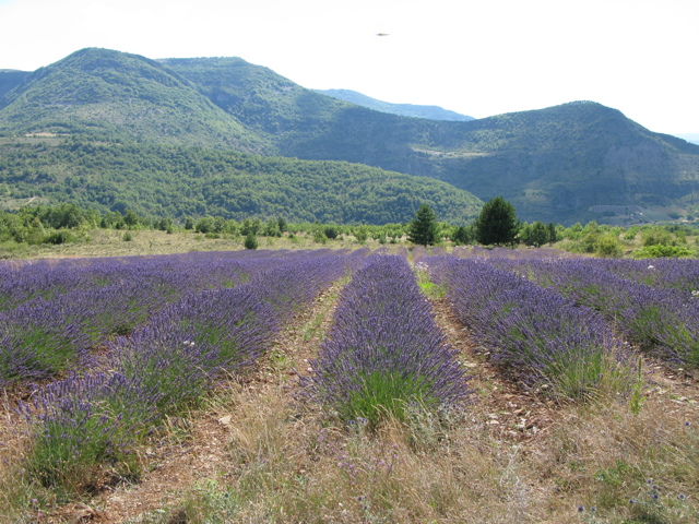 Champ de Lavandes Rémuzat