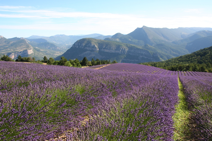 Champ de Lavandes Rémuzat