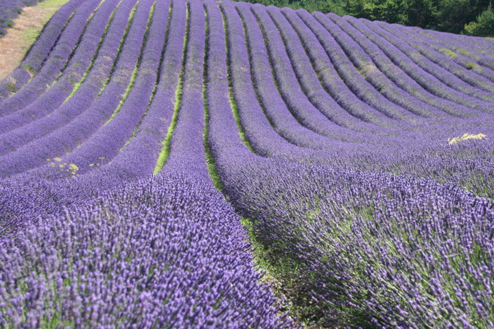 Champ de Lavandes Rémuzat 