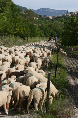 Troupeau de moutons Rémuzat