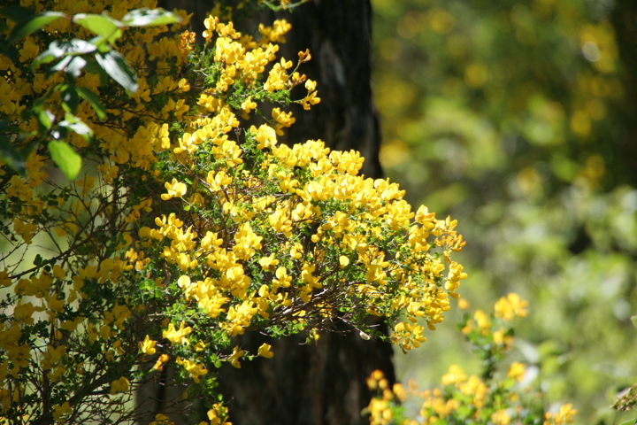 Rémuzat nature