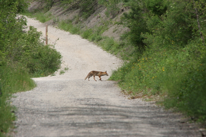 Rémuzat nature