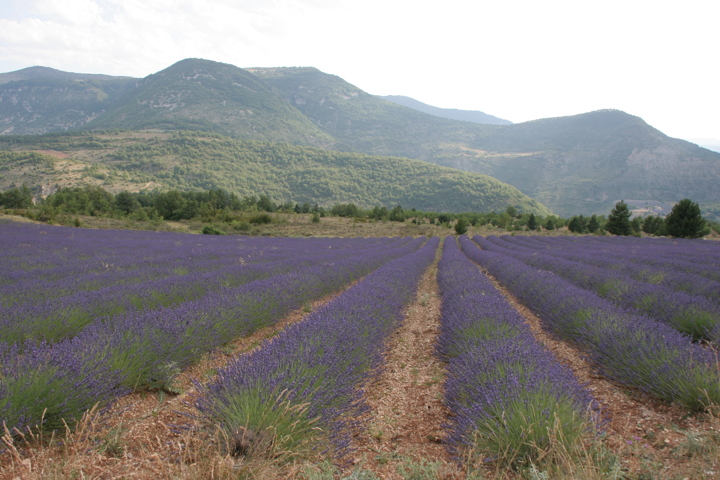 Champ de Lavandes Rémuzat