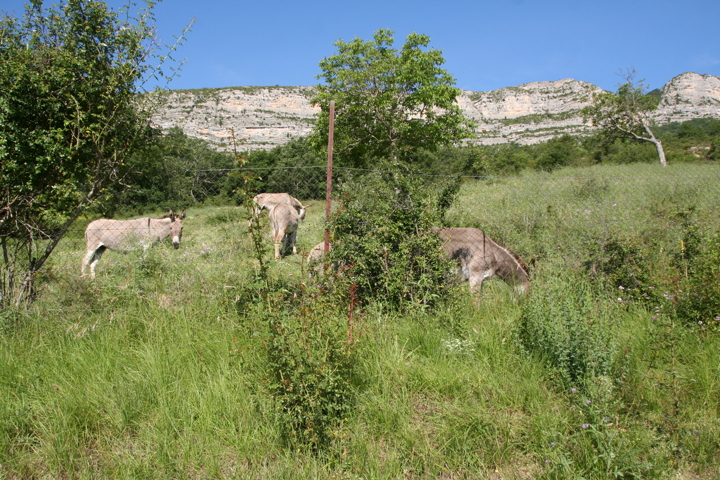 Rémuzat nature