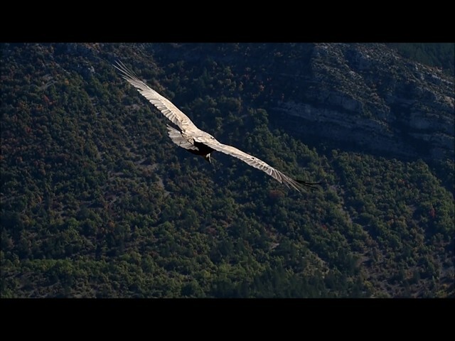 Vautour de Rémuzat - Rocher du Caire 2018