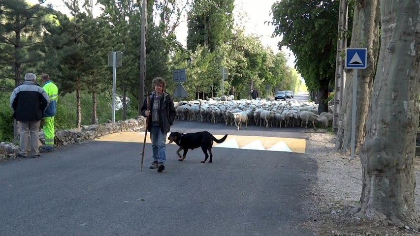 Rémuzat transhumance