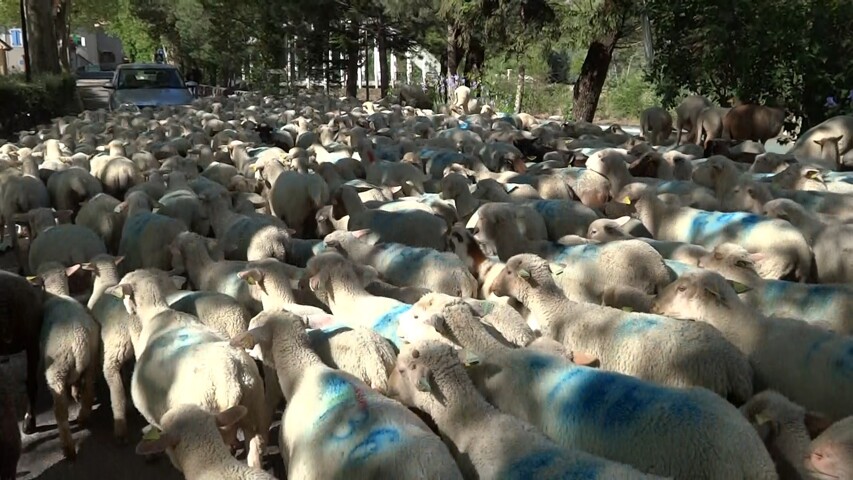 Rémuzat transhumance