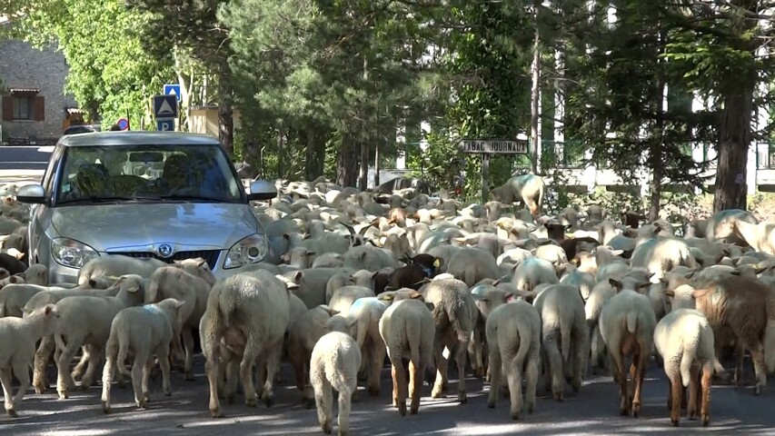 Rémuzat transhumance