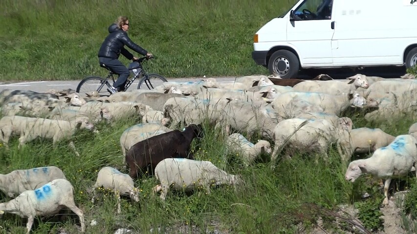 Transhumance